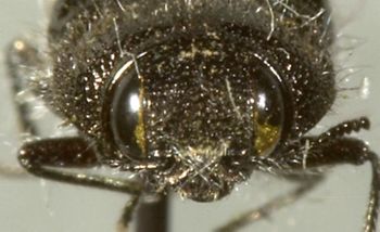 Media type: image;   Entomology 24424 Aspect: head frontal view